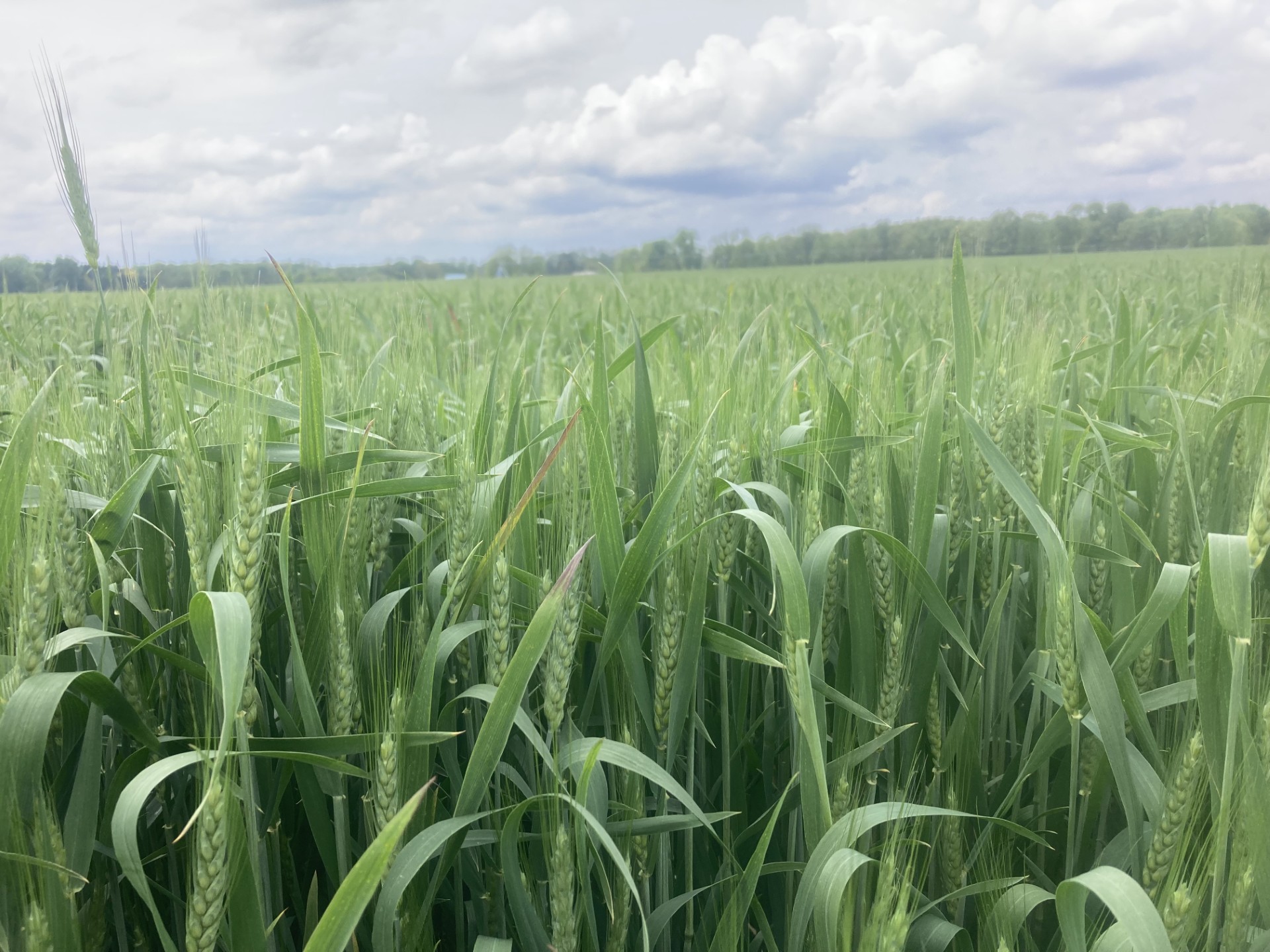 Wheat feekes 10.5 heads emerged.jpg